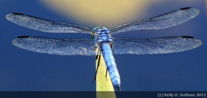 blue dragonfly
