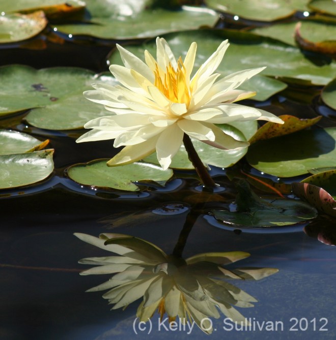 water lily 1