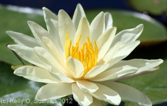 water lily 2