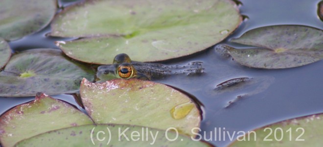 [insert "theme music from Jaws"]