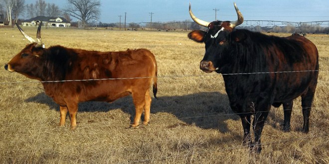 IMG_20130104_124930_951