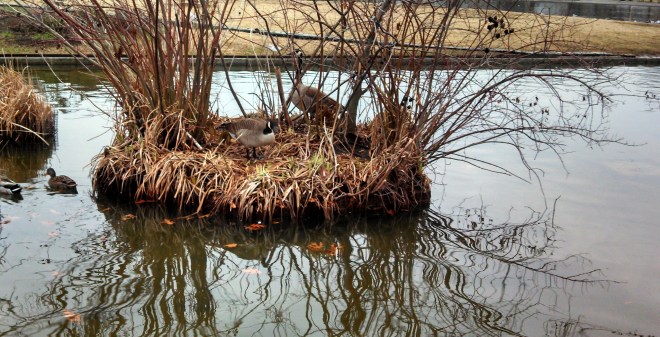 IMG_20130211_170347_356