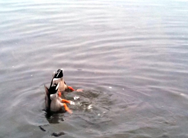 IMG_20130211_171817_054