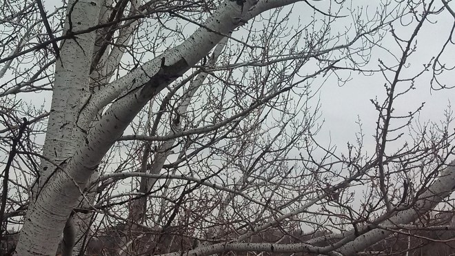 IMG_20130228_134646_310