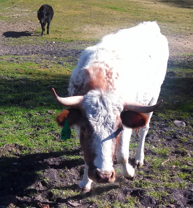 IMG_20130303_112845_369