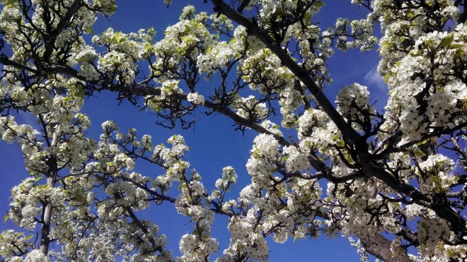 IMG_20130402_121146_998