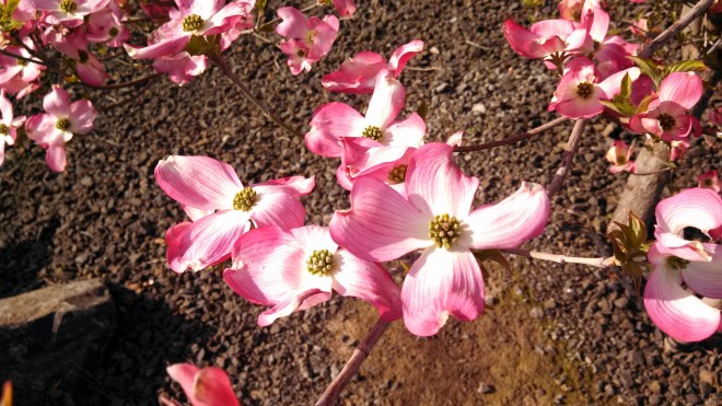 IMG_20130415_074648_931