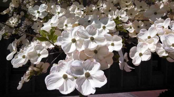 IMG_20130417_120555_108