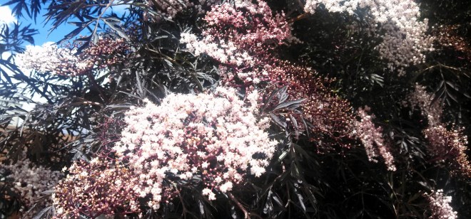 IMG_20130524_142337_584