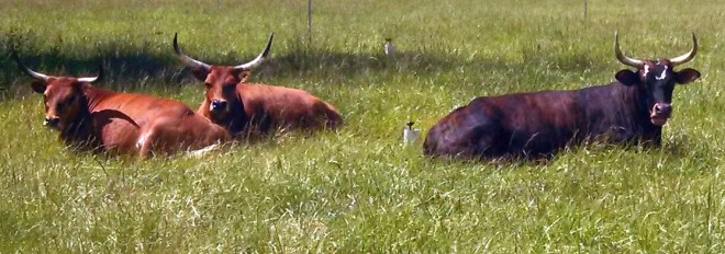 IMG_20130524_142839_176