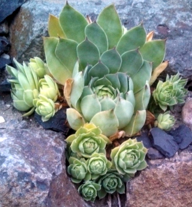 hens and chicks