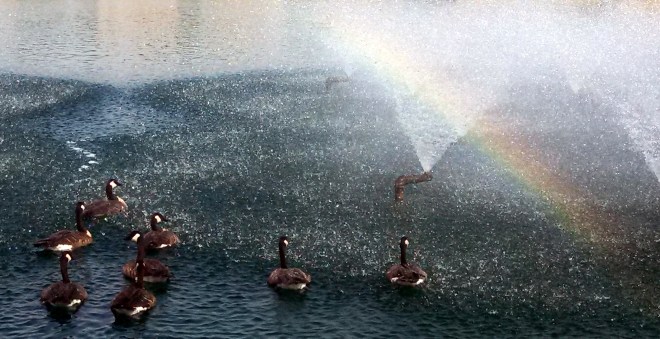rainbow geese