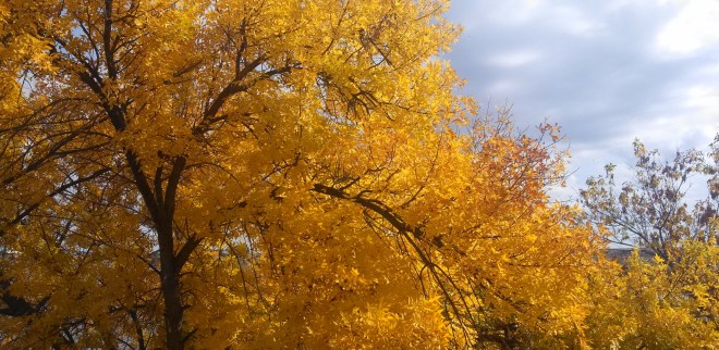 IMG_20131011_124659_925