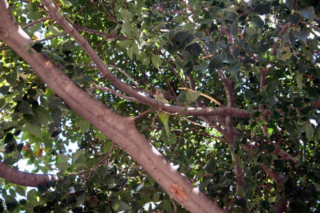 spotting them in green trees was tricky at first