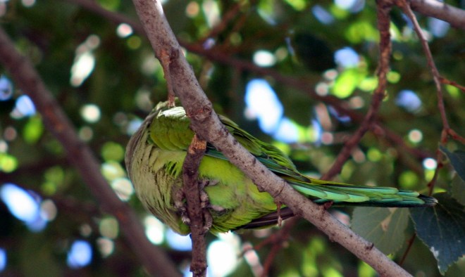 of course, when I got close, he decided to get shy...