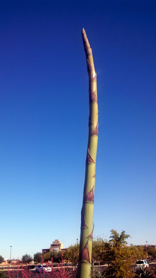 I swear this is a real succulent - and it was super tall (that's why it takes two photos to show it).