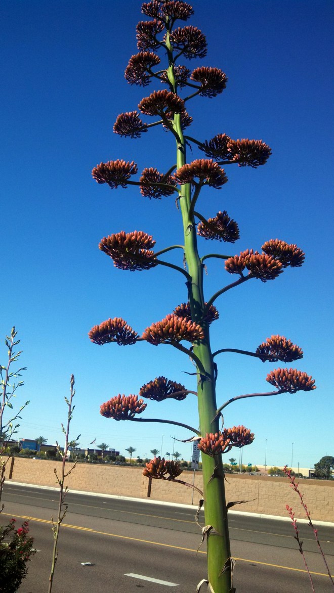 And here's one that has opened up to start blooming...