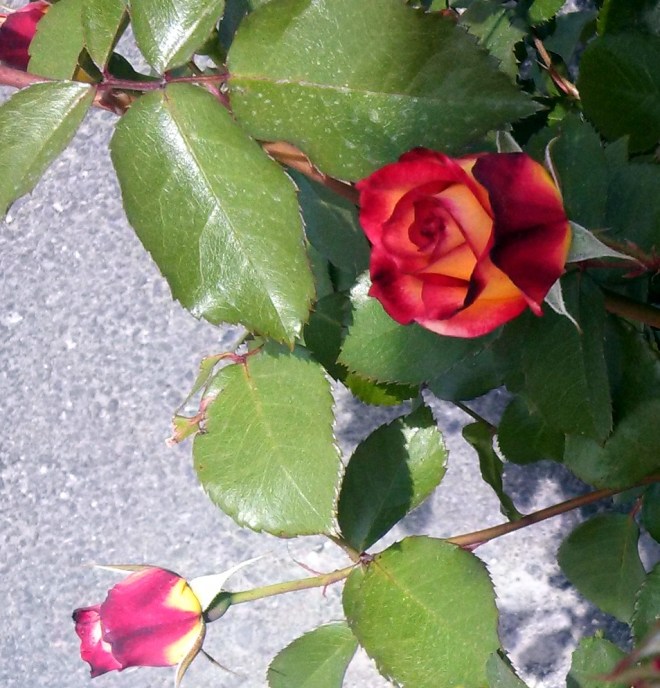 IMG_20140508_121645_076