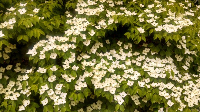 IMG_20140520_132935_899