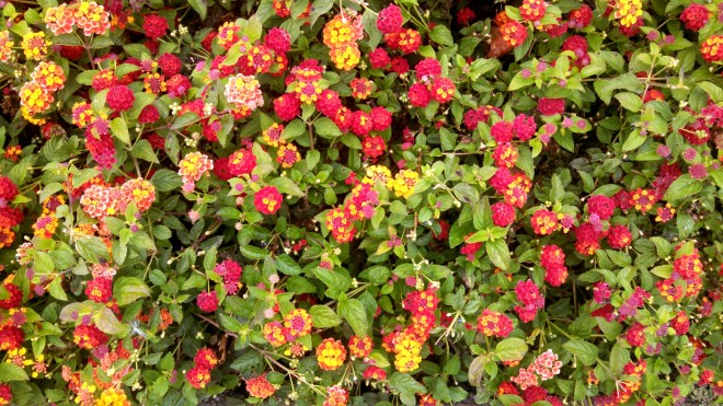 IMG_20140805_073739_926