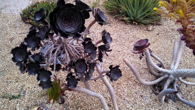 IMG_20140805_074147_577