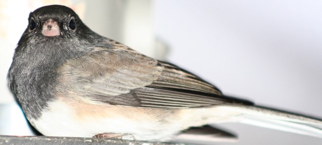 Oregon Junco