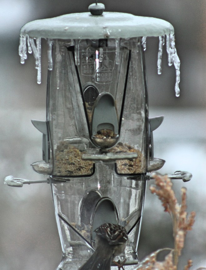 iciclebirds